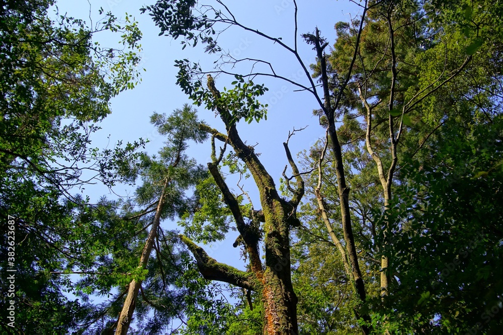 Obraz premium 日本の京都の水尾にある原生林と青い空