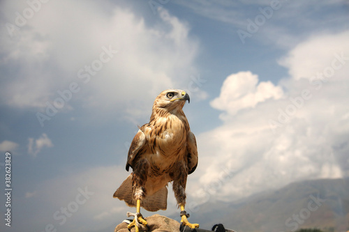 A Falcon tamed for hunting. A bird of prey sits on a glove against the sky.