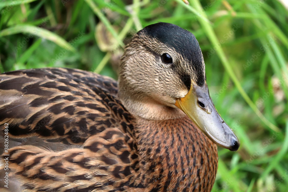 Duck at the park in Devon