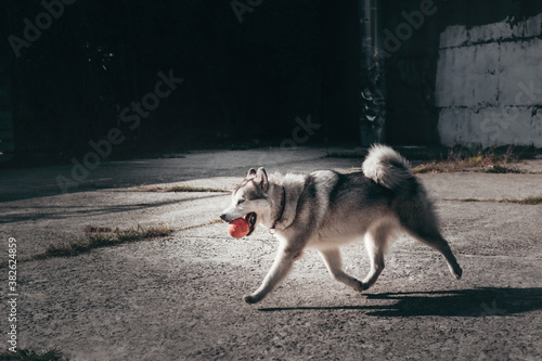 Female Malamute, a huge friendly Northern sled dog breed on a walk. A large fluffy grey - and-white Alaskan Malamute walks in the Park and plays with a small orange dog ball.