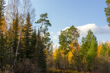 beautiful,natural trees with colorful leaves,coniferous trees in the forest in autumn against the blue sky