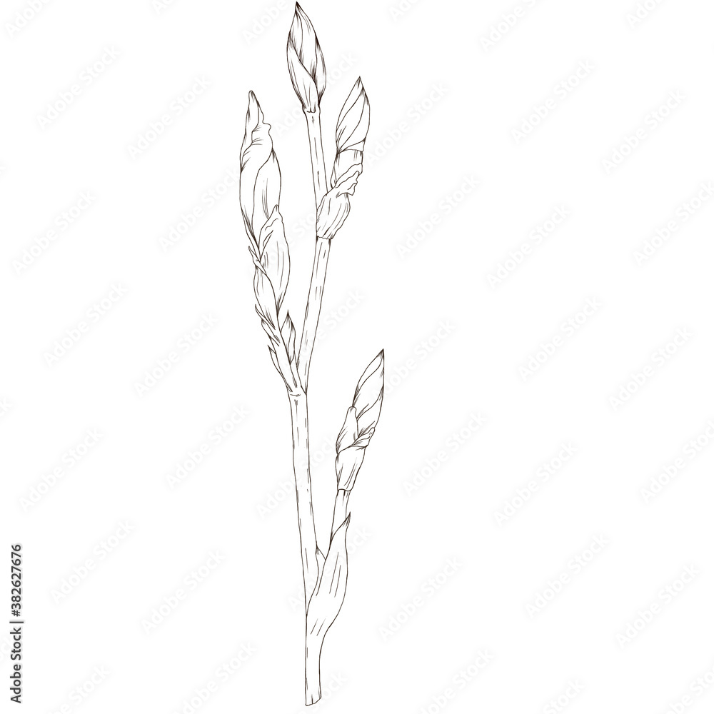 Fototapeta premium cute iris flower sketch home decor element