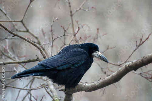 blackbird on a branch