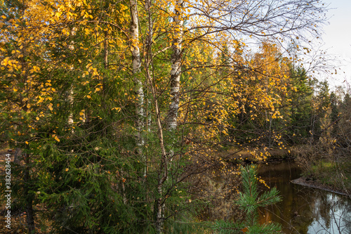 beautiful,natural trees with colorful leaves,coniferous trees in the forest in autumn against the blue sky