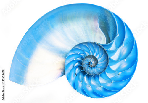 Blue detail of nautilus spiral shell