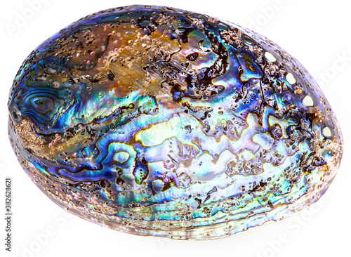 Polished paua abalone shell on white
