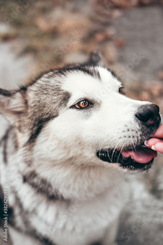 A female Malamute with beautiful intelligent brown eyes. Portrait of a charming fluffy gray-white Alaskan Malamute close-up. Beautiful huge friendly sled dog breed. © Ekaterina
