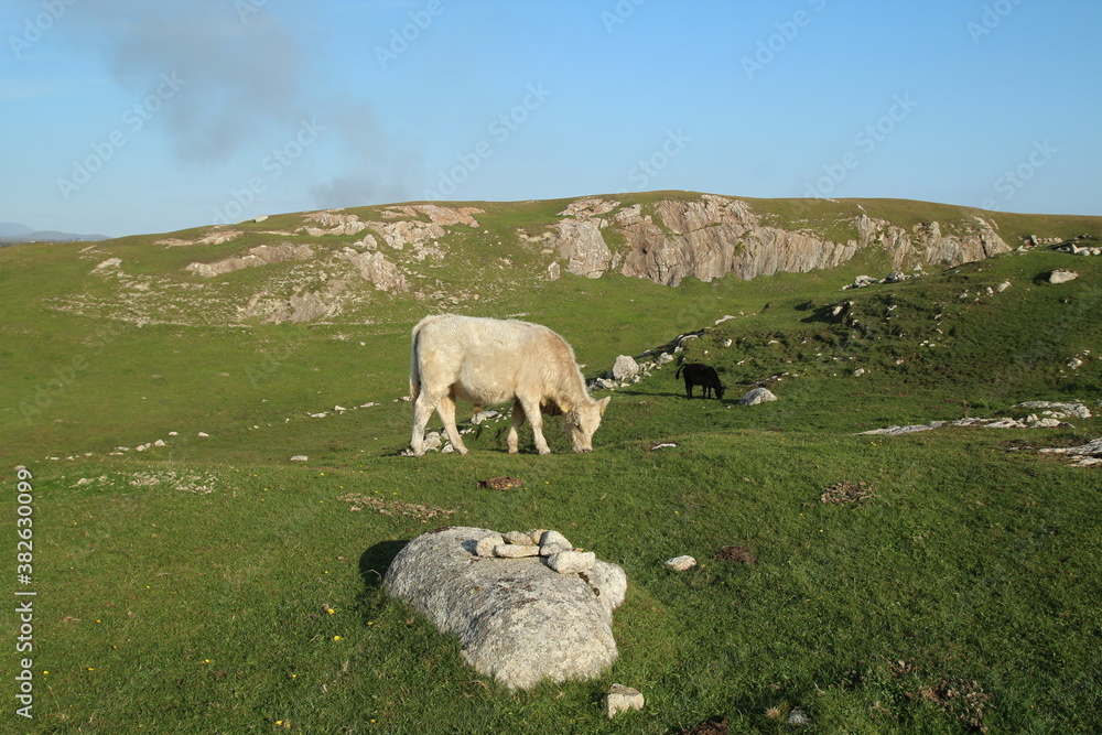 Fototapeta premium Cattle grazing on hilly farmland amongst rocks, County Galway, Ireland