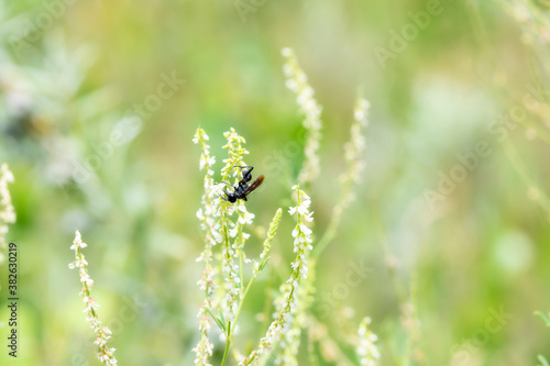  All Black Prionyx Wasp Feeding on Flower Nectar in Colorado