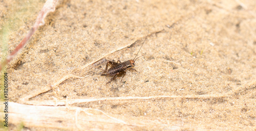 A Striped Ground Cricket (Allonemobius fasciatus) Perched on a Sandy Lake Bottom in Northern Colorado photo