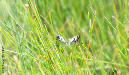 Two Bee Flies (Villa lateralis) in the Family Bombyliidae, a Pollinator, Copulating in Green Vegetation