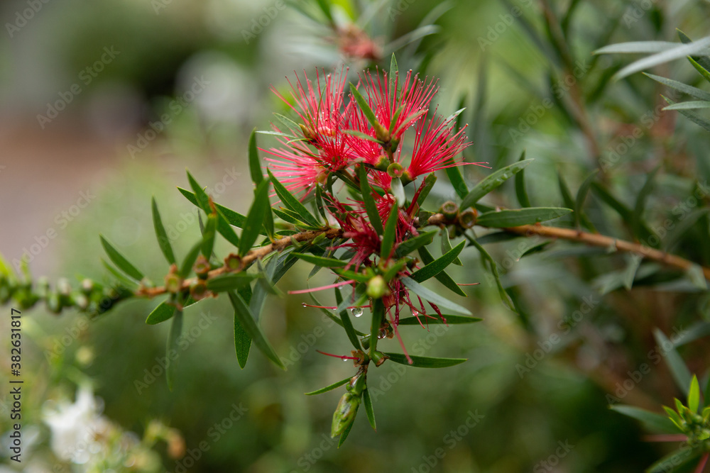 Bottlebrush plant after the rain in an English garden Bottlebrush plant after the rain in an English garden