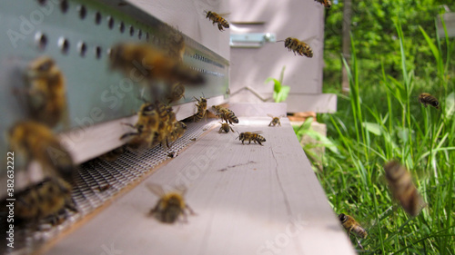 Vols d'abeilles atterrissant à l'entrée de la ruche © Eric