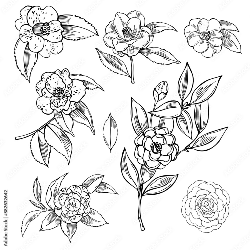Fototapeta premium Camellia flowers on white background.
