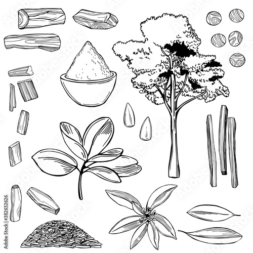 Sandalwood set.Vector illustration.