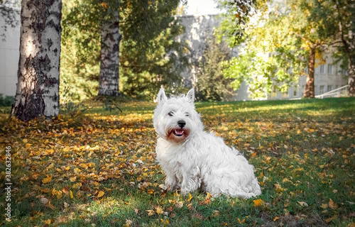 White dog in the autumn park. Walking the dog.