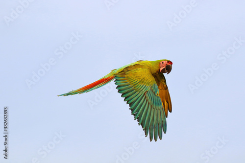 Colorful macaw parrot flying in the sky. © Passakorn
