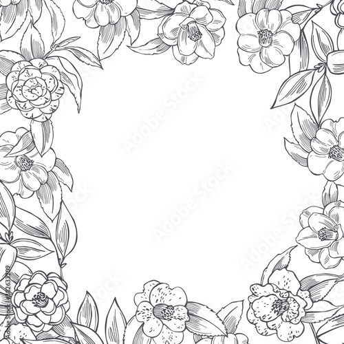 Camellia flowers on white background.