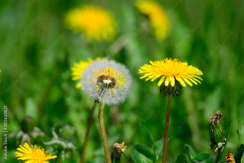 Gewöhnlicher Löwenzahn (Taraxacum sect. Ruderalia) Gewöhnlicher Löwenzahn (Taraxacum sect. Ruderalia)