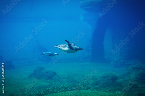Fotografie, Obraz Penguin swimming underwater in a natural aquarium