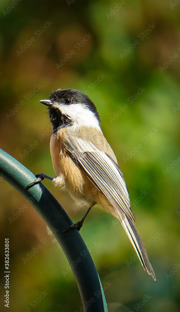 Obraz premium Chickadee Maine State Bird