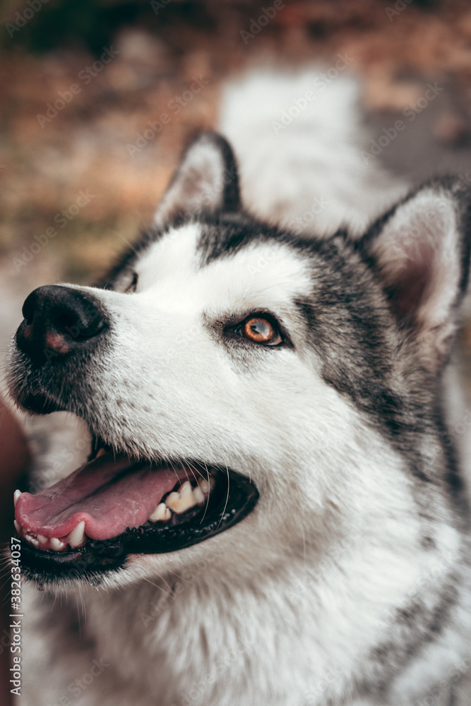 Malamute with beautiful intelligent brown eyes on a background of yellow autumn leaves. Portrait of a charming fluffy gray-white Alaskan Malamute close-up. Beautiful huge friendly sled dog breed.