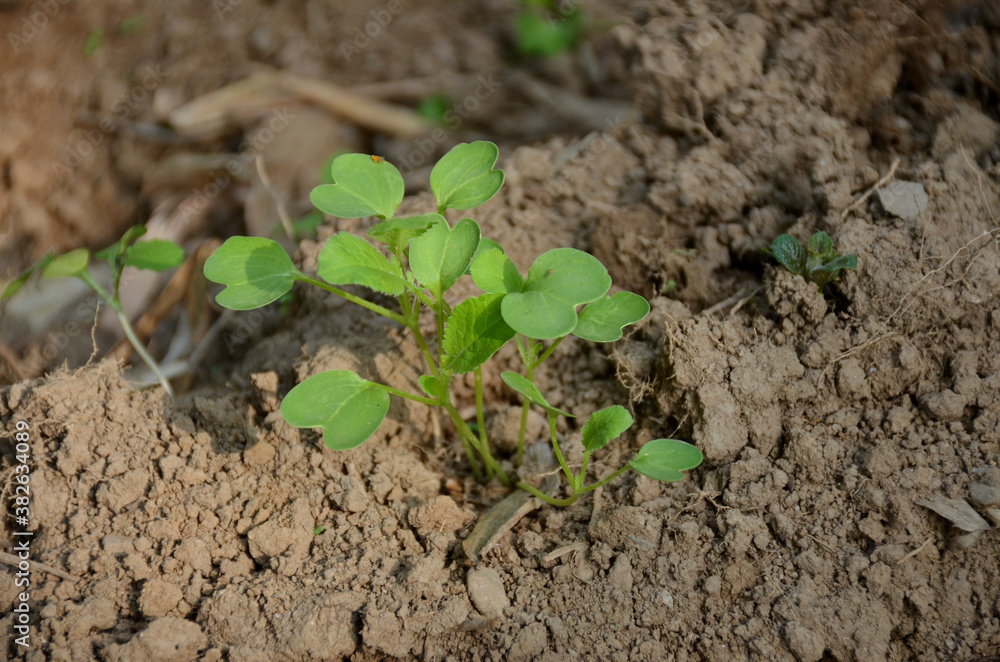 the small ripe green spinach plant seedlings in the garden. the small ripe green spinach plant seedlings in the garden.