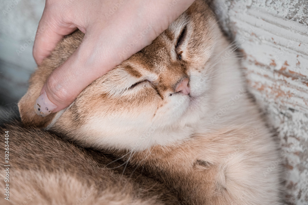 A happy kitten likes being stroked by the man's hand A happy kitten likes being stroked by the man's hand