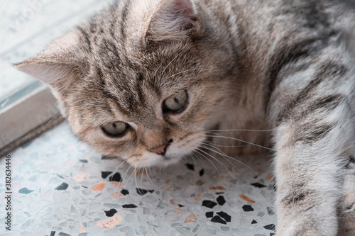 Portrait of a cute cat with yellow eyes.