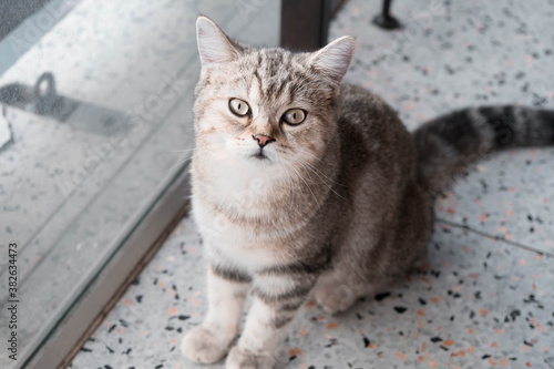 portrait of a cat in the coffee café