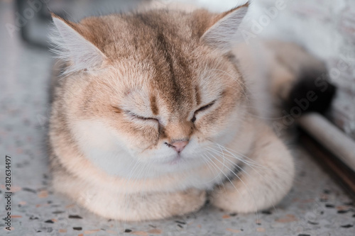 portrait of a cat in the coffee café