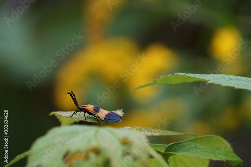 Beetle on leaf © Christine Grindle