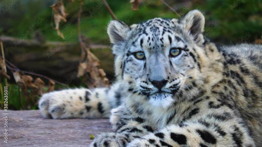 Close up of young snow leopard playing around Close up of young snow leopard playing around