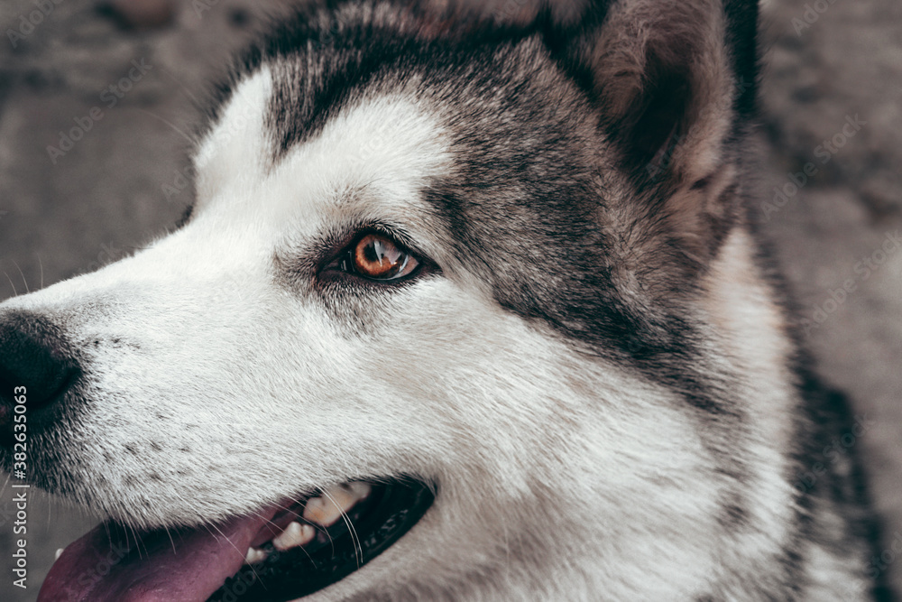 A female Malamute with beautiful intelligent brown eyes. Portrait of a charming fluffy gray-white Alaskan Malamute close-up. Beautiful huge friendly sled dog breed. A female Malamute with beautiful intelligent brown eyes. Portrait of a charming fluffy gray-white Alaskan Malamute close-up. Beautiful huge friendly sled dog breed.