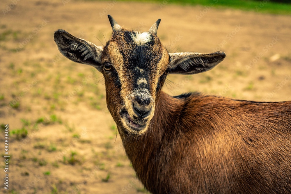 portrait of a goat portrait of a goat