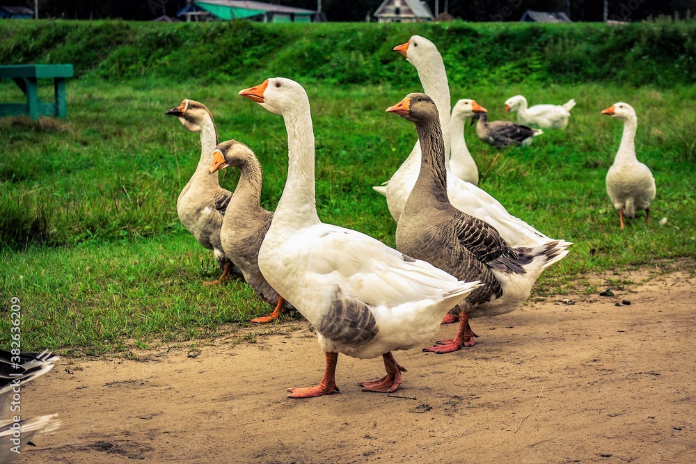 Obraz premium group of geese on a farm