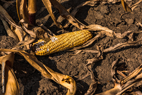 Ein beschädigter Maiskolben liegt auf dem trockenen Boden nach der Maisernte im Herbst