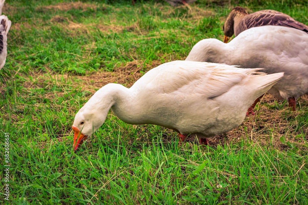 Fototapeta premium goose on the grass