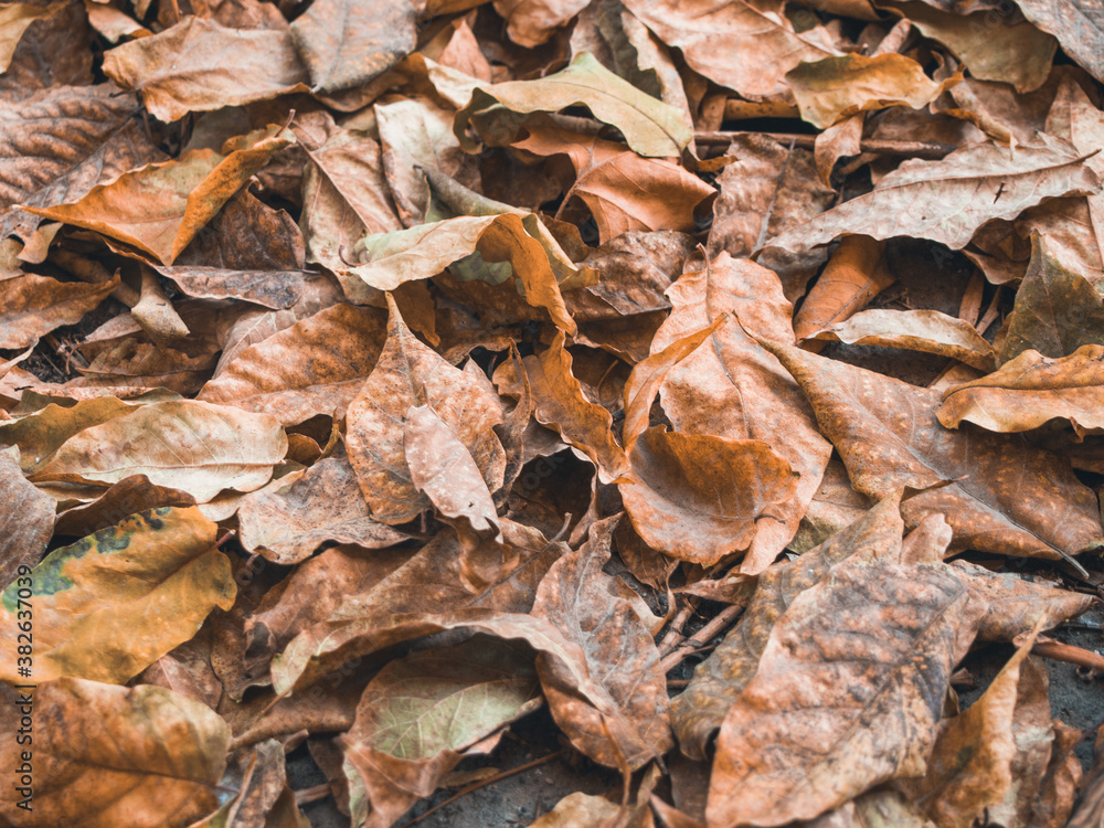 orange autumn leaves orange autumn leaves