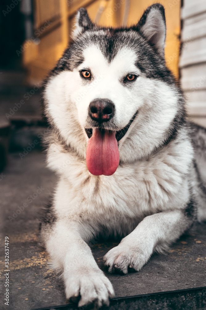 Obraz premium Beautiful charming female Malamute with brown eyes, fluffy ears and pink tongue lies and smiles. Large Alaskan Malamute gray - white color lies and rests after a long walk.