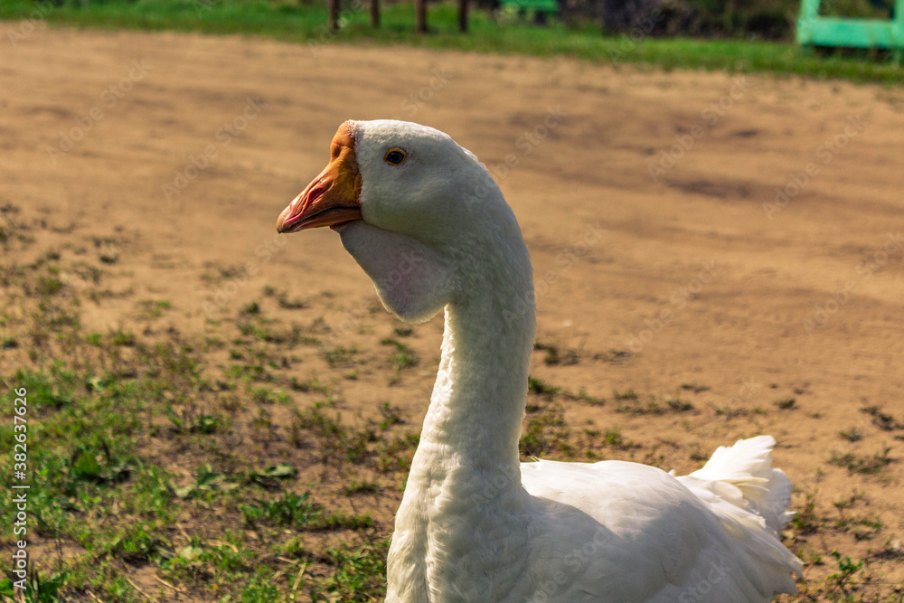 Obraz premium white goose on the grass