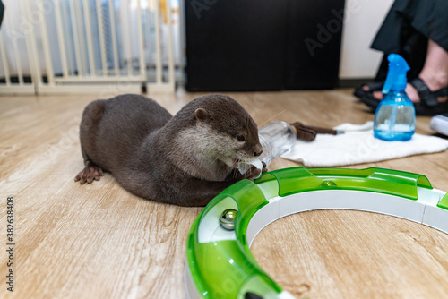 This Asian small-clawed otter is kept indoors. photo