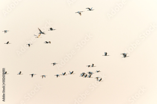 Spoonbill birds in the sky