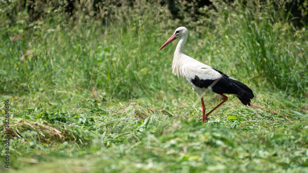 white stork in the grass white stork in the grass