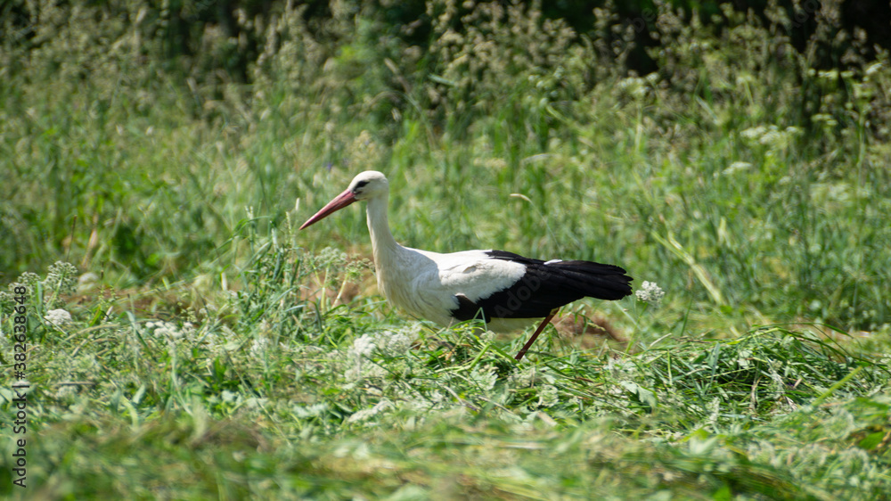Naklejka premium white stork in the grass