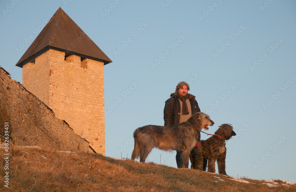 Naklejka premium Irish wolfhound in front of a castle