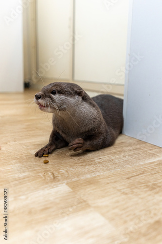 This Asian small-clawed otter is kept indoors.