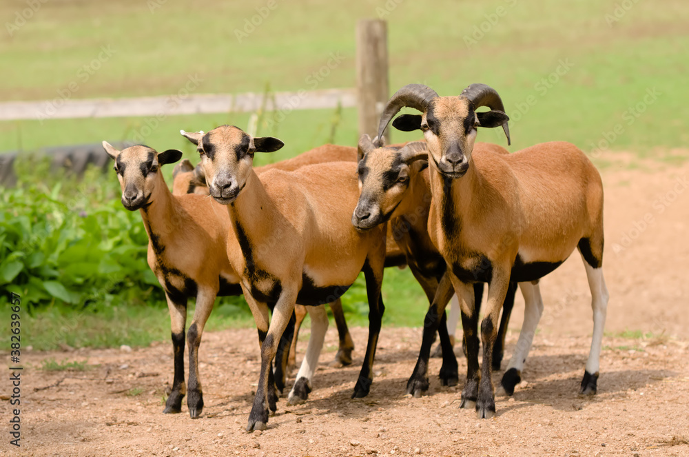 Flock of four Cameroon sheep Flock of four Cameroon sheep