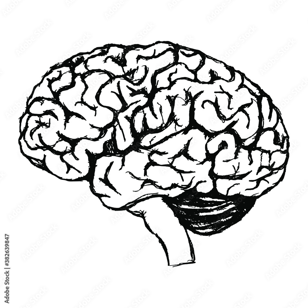 black and white drawing of a human brain. Gray matter. Central nervous