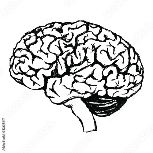black and white drawing of a human brain. Gray matter. Central nervous system. Vector illustration. Medical illustration.